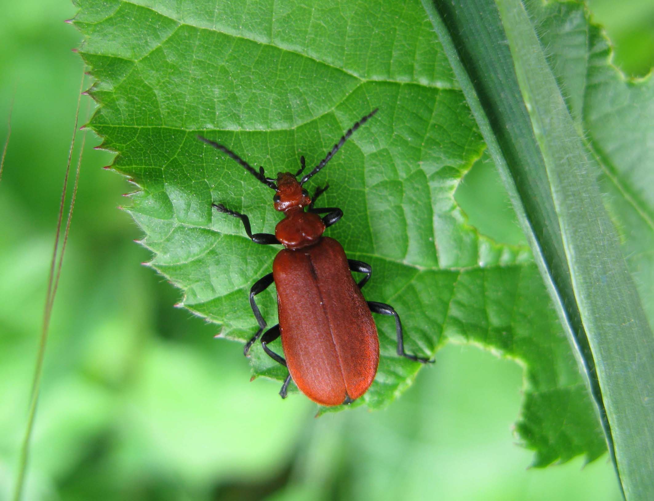 Pyrochroa serraticornis (Pyrochroidae)